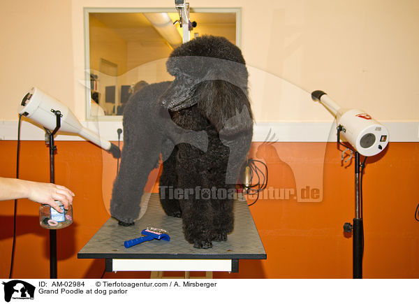 Gropudel beim Hundefriseur / Grand Poodle at dog parlor / AM-02984