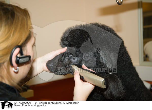 Gropudel beim Hundefriseur / Grand Poodle at dog parlor / AM-02986