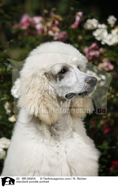 standard poodle portrait / RR-36854