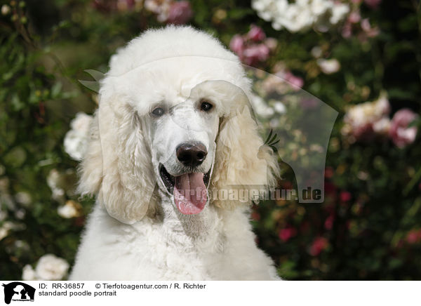 standard poodle portrait / RR-36857