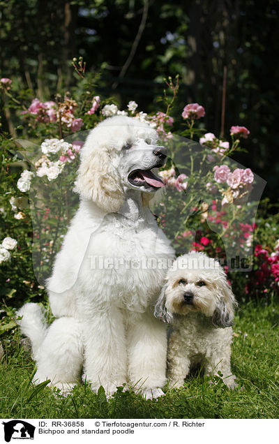 Bichpoo and standard poodle / RR-36858