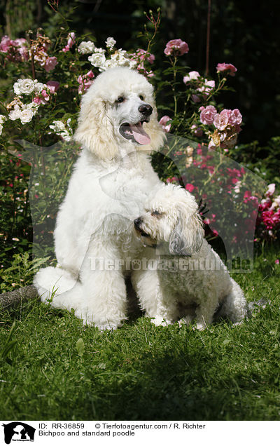 Bichpoo und Gropudel / Bichpoo and standard poodle / RR-36859