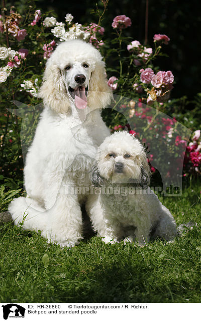 Bichpoo and standard poodle / RR-36860