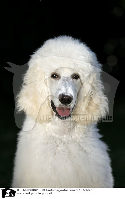 standard poodle portrait / RR-36862