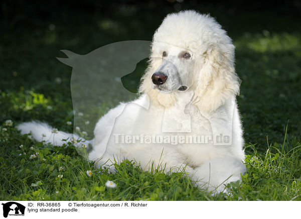 lying standard poodle / RR-36865