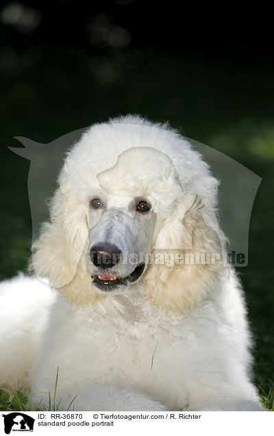 standard poodle portrait / RR-36870