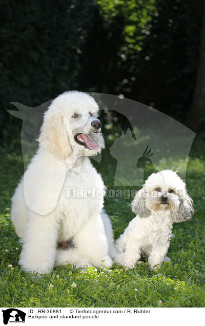 Bichpoo und Gropudel / Bichpoo and standard poodle / RR-36881