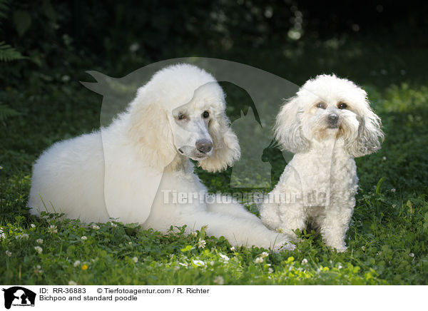 Bichpoo and standard poodle / RR-36883