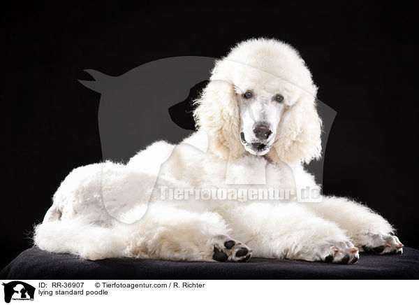 lying standard poodle / RR-36907