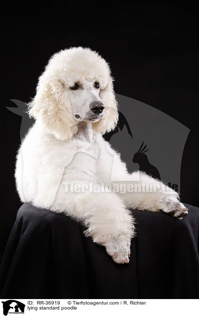lying standard poodle / RR-36919