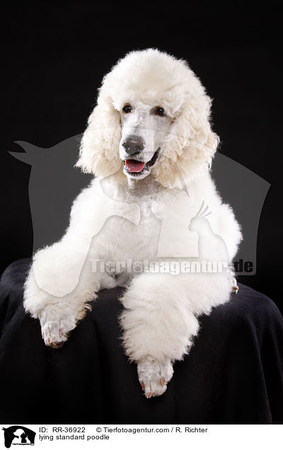lying standard poodle / RR-36922