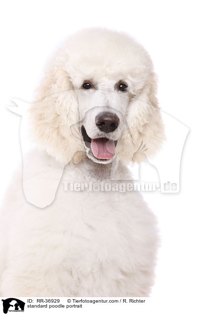 standard poodle portrait / RR-36929