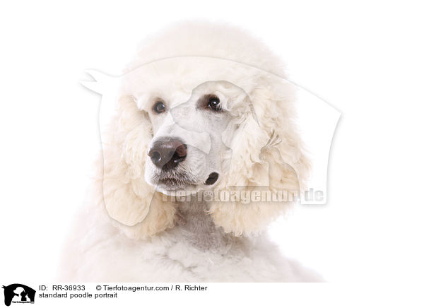 standard poodle portrait / RR-36933