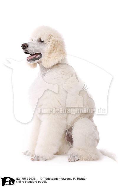 sitting standard poodle / RR-36935