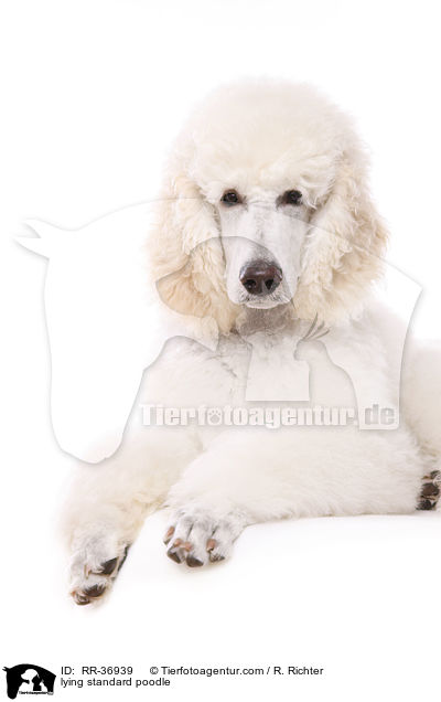 lying standard poodle / RR-36939