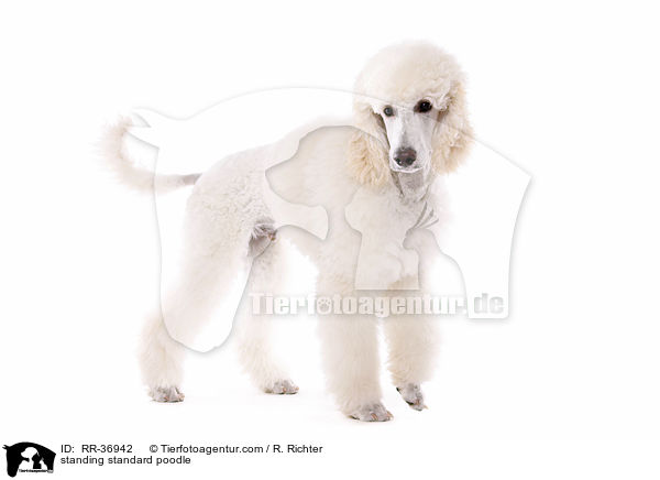 standing standard poodle / RR-36942