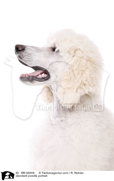 standard poodle portrait / RR-36949