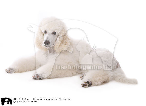 lying standard poodle / RR-36952