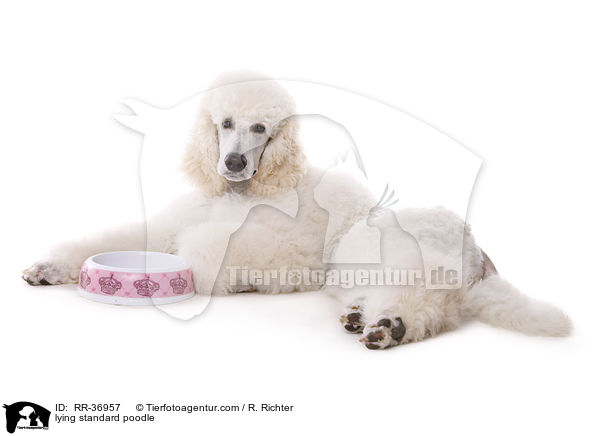 liegender Gropudel / lying standard poodle / RR-36957