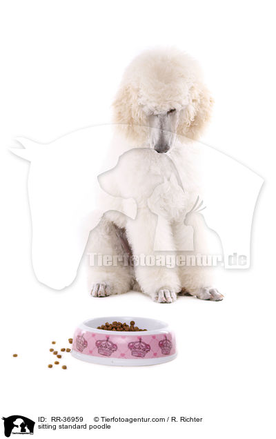 sitting standard poodle / RR-36959