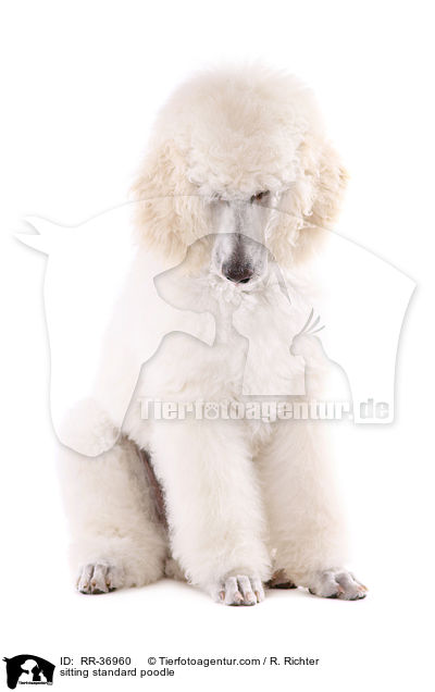 sitting standard poodle / RR-36960