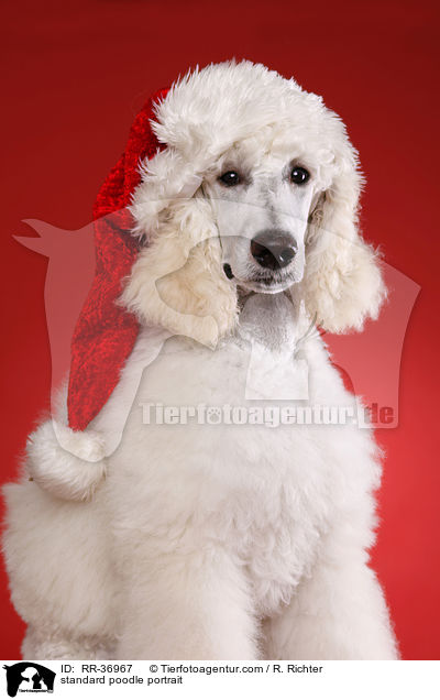 standard poodle portrait / RR-36967