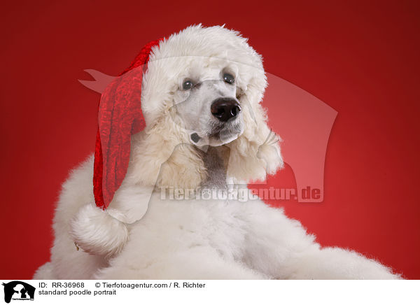 standard poodle portrait / RR-36968