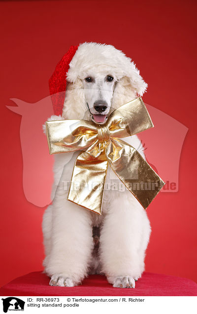 sitting standard poodle / RR-36973