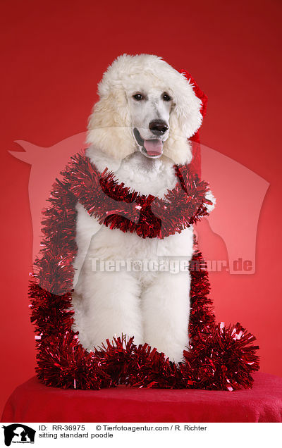 sitzender Gropudel / sitting standard poodle / RR-36975