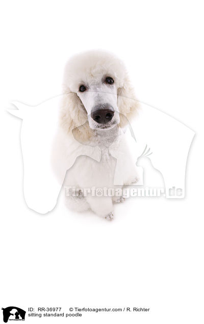 sitting standard poodle / RR-36977