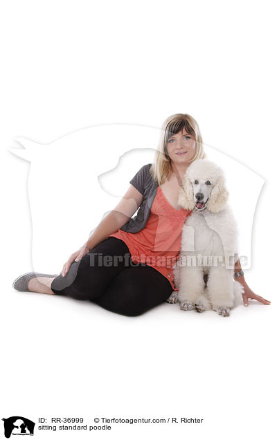 sitting standard poodle / RR-36999