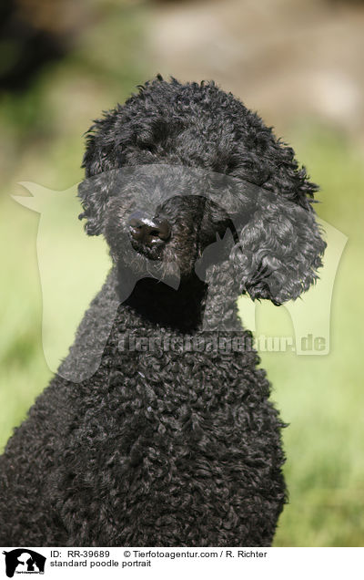 Gropudel Portrait / standard poodle portrait / RR-39689