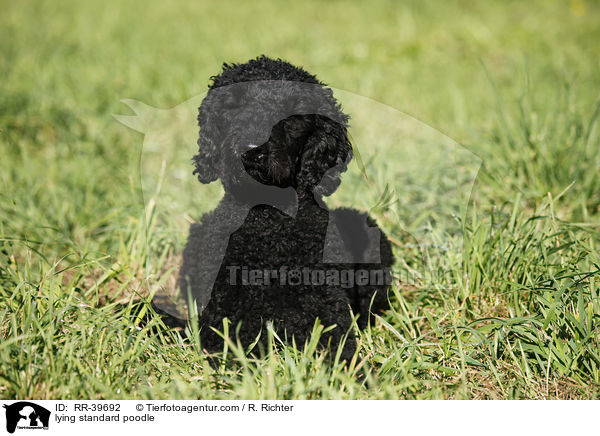 lying standard poodle / RR-39692