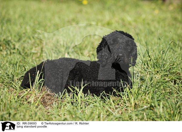 lying standard poodle / RR-39693