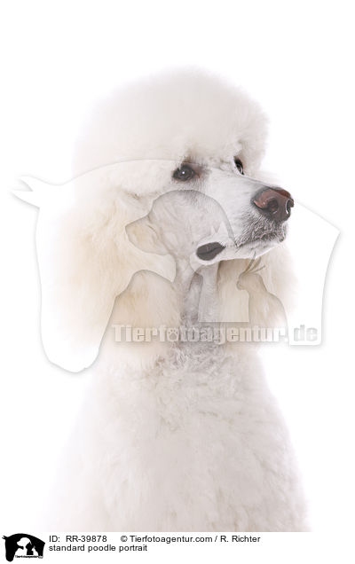 Gropudel Portrait / standard poodle portrait / RR-39878