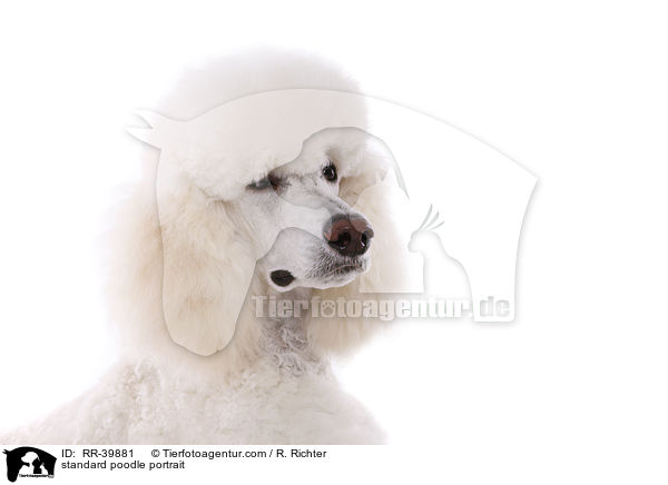 Gropudel Portrait / standard poodle portrait / RR-39881