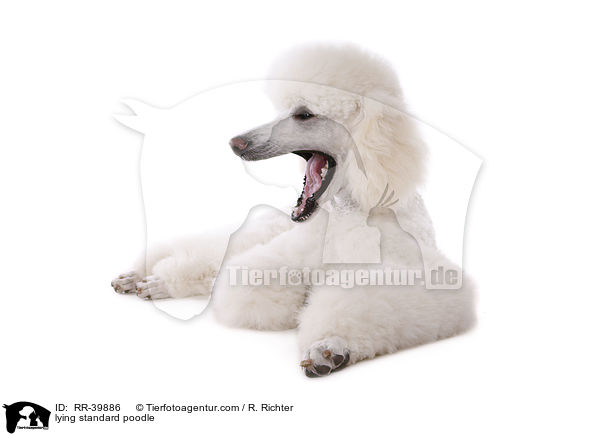 lying standard poodle / RR-39886