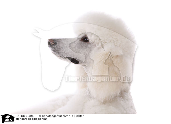 Gropudel Portrait / standard poodle portrait / RR-39888