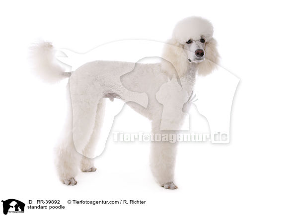 standard poodle / RR-39892