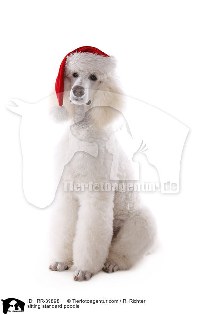 sitzender Gropudel / sitting standard poodle / RR-39898