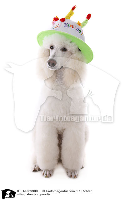 sitzender Gropudel / sitting standard poodle / RR-39900