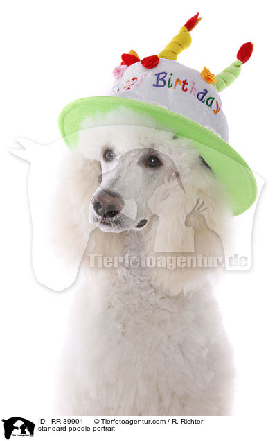 Gropudel Portrait / standard poodle portrait / RR-39901