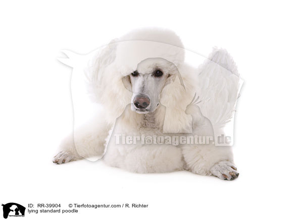 liegender Gropudel / lying standard poodle / RR-39904