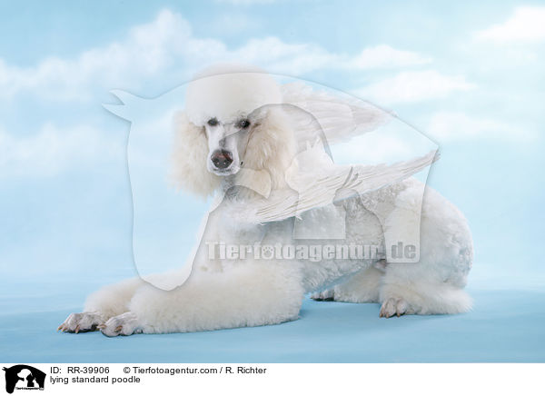 liegender Gropudel / lying standard poodle / RR-39906