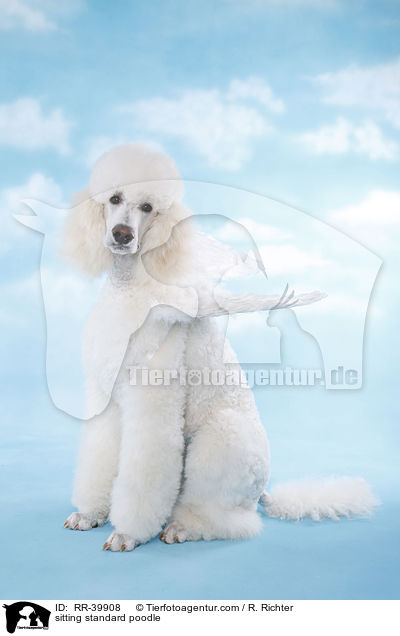 sitting standard poodle / RR-39908