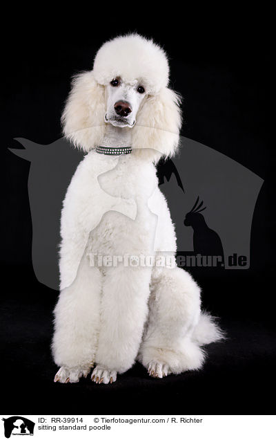 sitzender Gropudel / sitting standard poodle / RR-39914