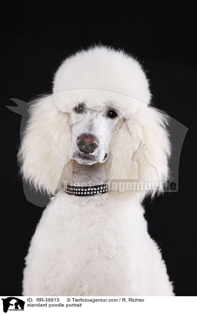Gropudel Portrait / standard poodle portrait / RR-39915