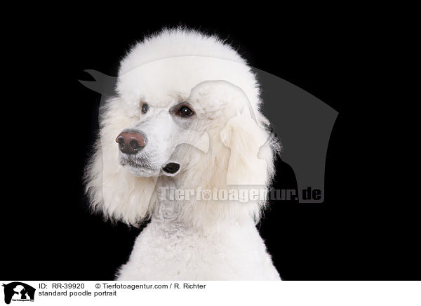 Gropudel Portrait / standard poodle portrait / RR-39920