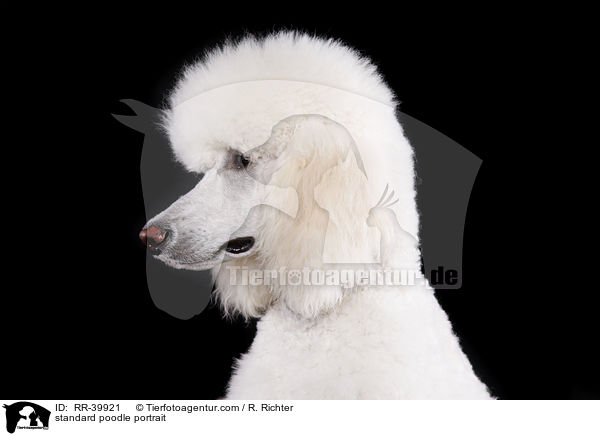 Gropudel Portrait / standard poodle portrait / RR-39921