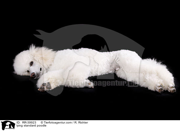 lying standard poodle / RR-39923